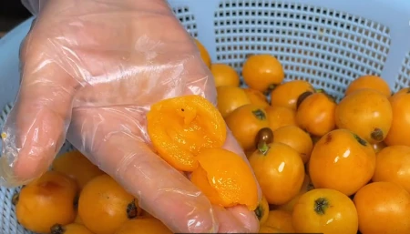 如果你家门口有枇杷树的话，一定要给孩子熬上一锅川贝枇杷膏！-枇杷树种门前有什么寓意
