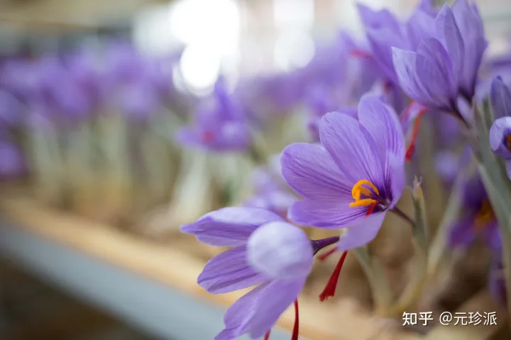 藏红花的功效与作用（藏红花泡水喝的功效与作用及禁忌）-藏红花泡水喝的功效与作用?