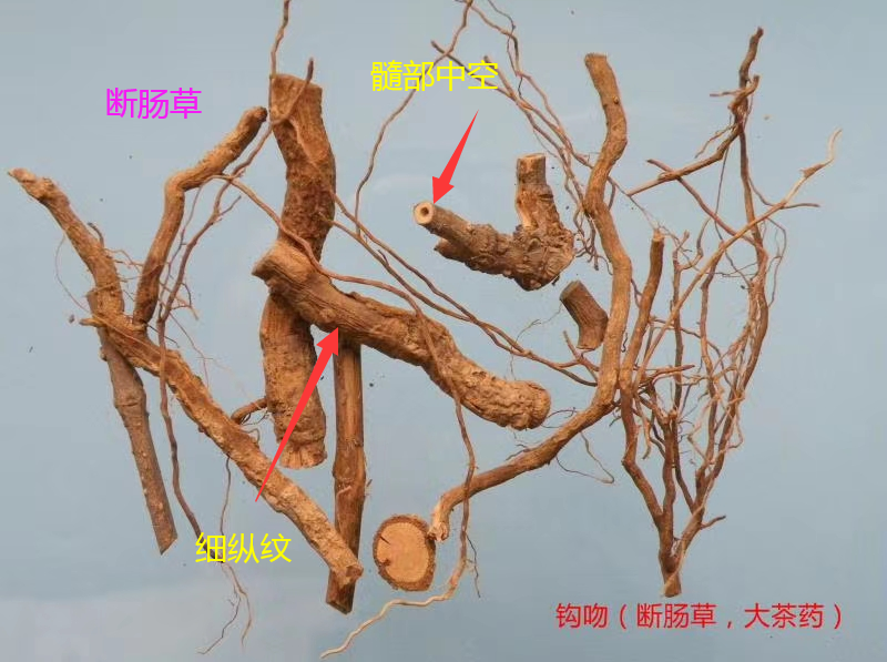 饮“五指毛桃汤”后中毒晕眩？警惕混入这东西，有致命危险-五指毛桃汤禁忌