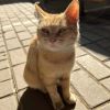 JavaScript奇淫技巧：变速齿轮-javascript闭包 如果你不能