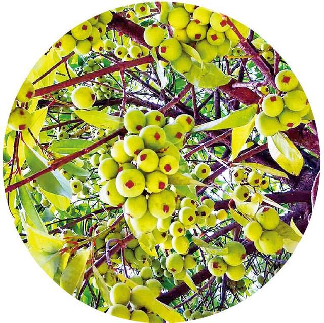 草木记云南藤黄：那年夏天的“藤黄果雨”蕴藏着儿时的八百里秦川-藤黄果是什么东西