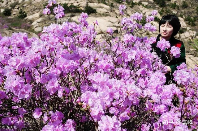贵州必去的十大旅游景点：黄果树仅第二第一美不胜收-贵州必去五大旅游景点