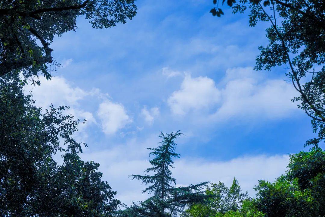抽点时间，去乐山大佛景区感受盛夏光景-乐山大佛景区沿途讲解