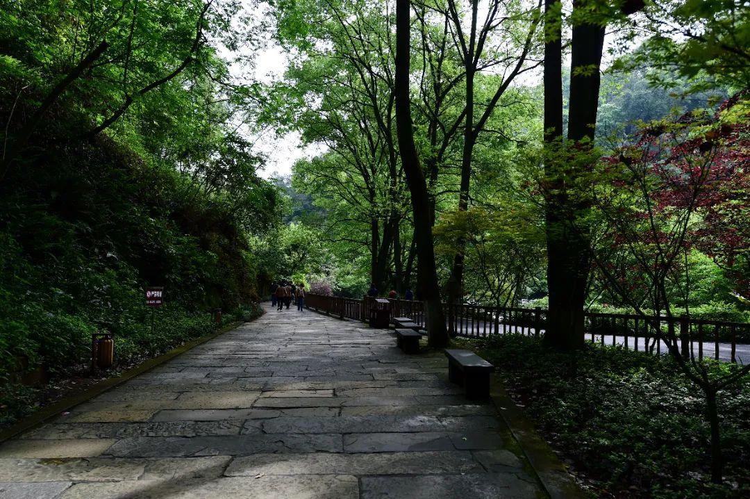 抽点时间，去乐山大佛景区感受盛夏光景-乐山大佛景区沿途讲解