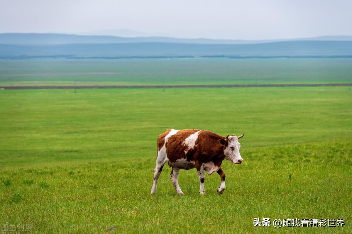 内蒙古必去的五大景点，你都去过几个？-内蒙古必去的旅游景点