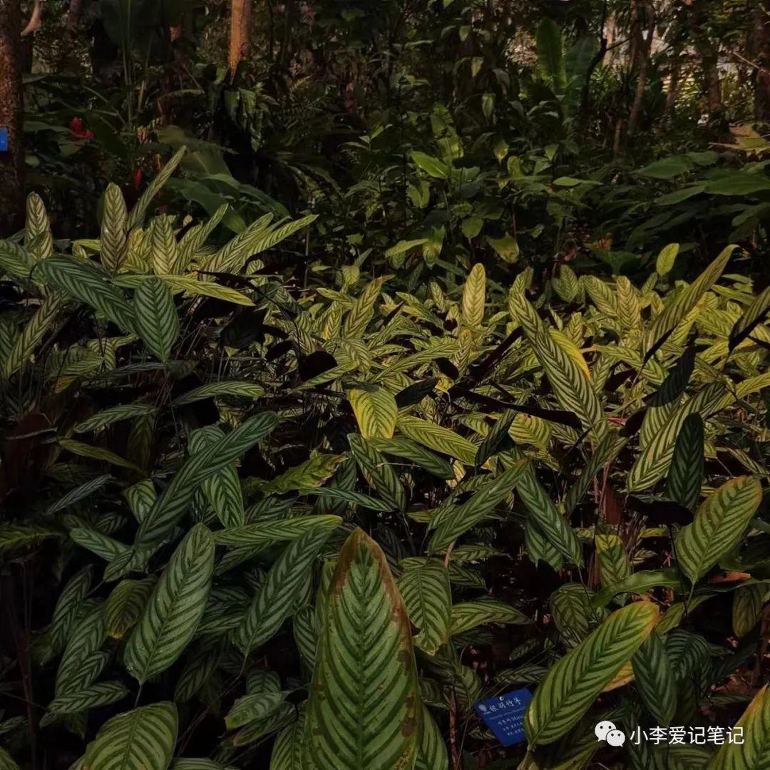 云南自由行最详细攻略！