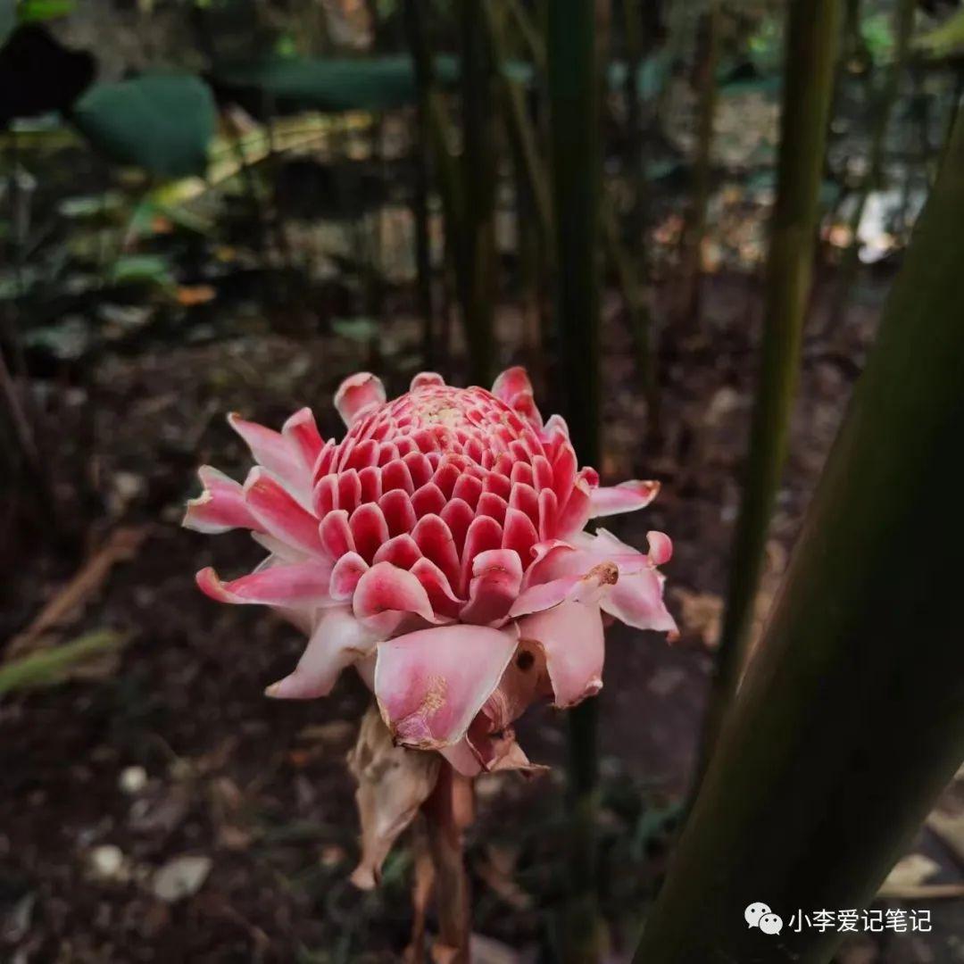 云南自由行最详细攻略！