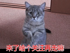 人气狗狗大排行：最受人欢迎的5种狗，第一名在国内最常见-狗的人气排名