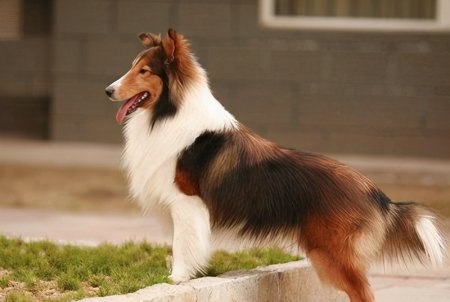 狗狗聪明度排行榜TOP15，你能认出几种狗？-狗狗的聪明度排名表