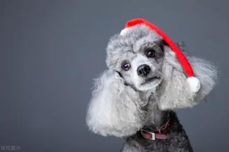 宠物智商排行榜，贵宾犬智商第二，你了解多少？-贵宾犬智商排名第几