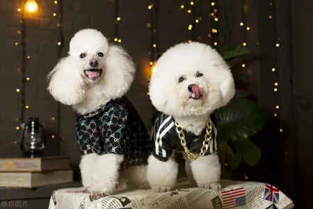 宠物智商排行榜，贵宾犬智商第二，你了解多少？-贵宾犬智商排名第几