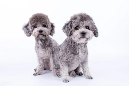 宠物智商排行榜，贵宾犬智商第二，你了解多少？-贵宾犬智商排名第几