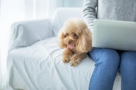 宠物智商排行榜，贵宾犬智商第二，你了解多少？-贵宾犬智商排名第几