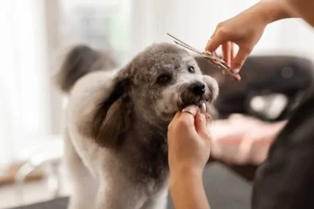 宠物智商排行榜，贵宾犬智商第二，你了解多少？-贵宾犬智商排名第几