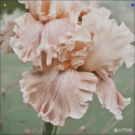 摩羯座的本质，成就了ta的传奇-摩羯座的本质,成就了ta的传奇人生