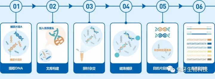 高通量测序（NGS）应用科普-高通量测序结果如何看懂