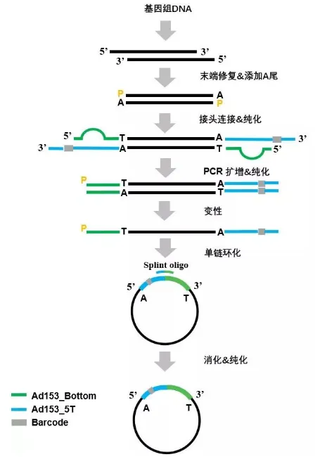 #微观探索人体奥秘#028 高通量测序技术-MGI测序-#高通量测序分析