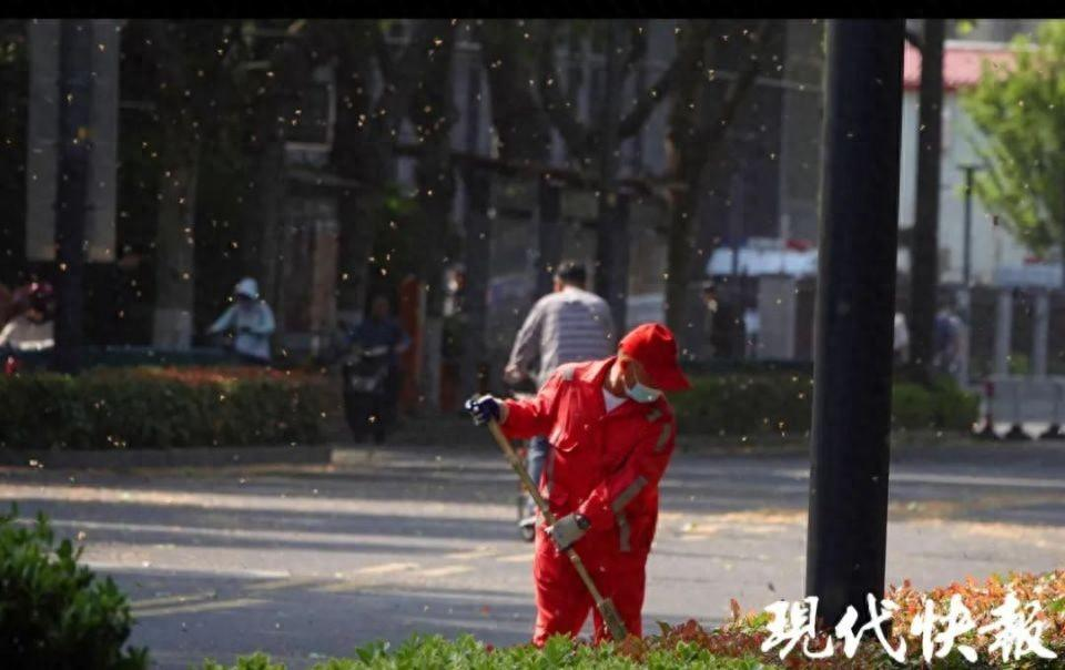 南京遭大风毛絮双重夹击！有人被“硬控”：浑身刺挠