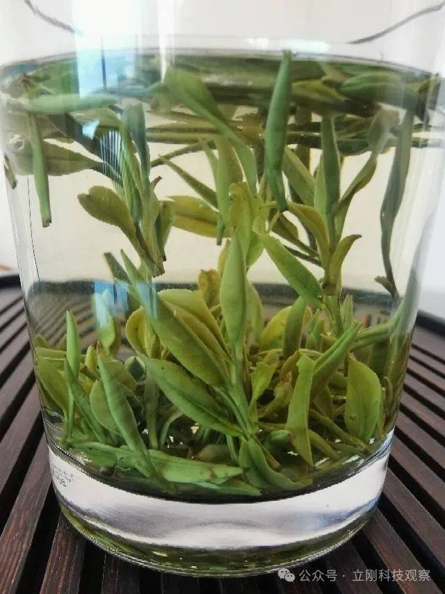 又到了春茶飘着幽香的季节