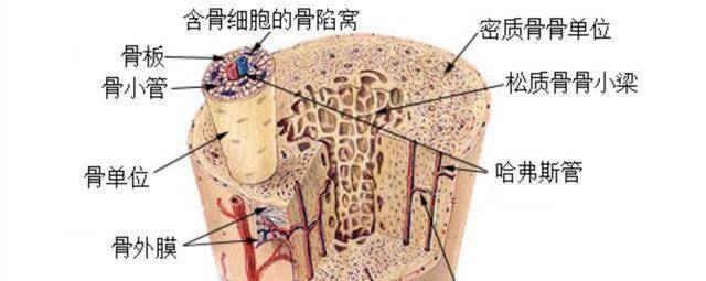 2300万年前“树叶”被发现！给人类提了个醒？未来太空移居或成真