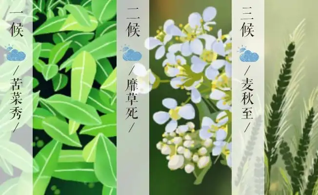 当520遇上小满，不止有“我爱你”，还有小满！