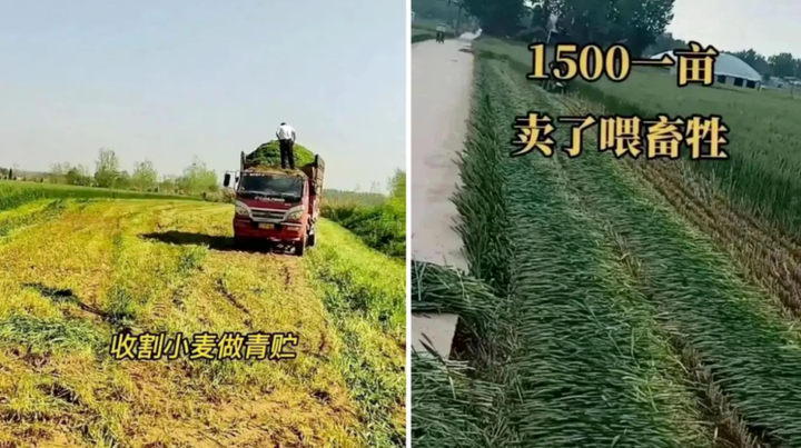 收割青储麦事件起因是“阴谋”还是“管控”，争论激烈，你怎么看？