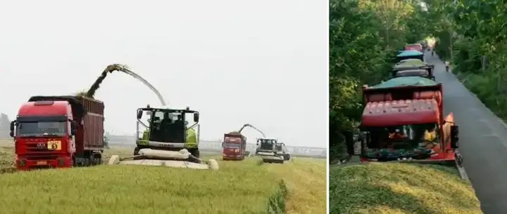 收割青储麦事件起因是“阴谋”还是“管控”，争论激烈，你怎么看？