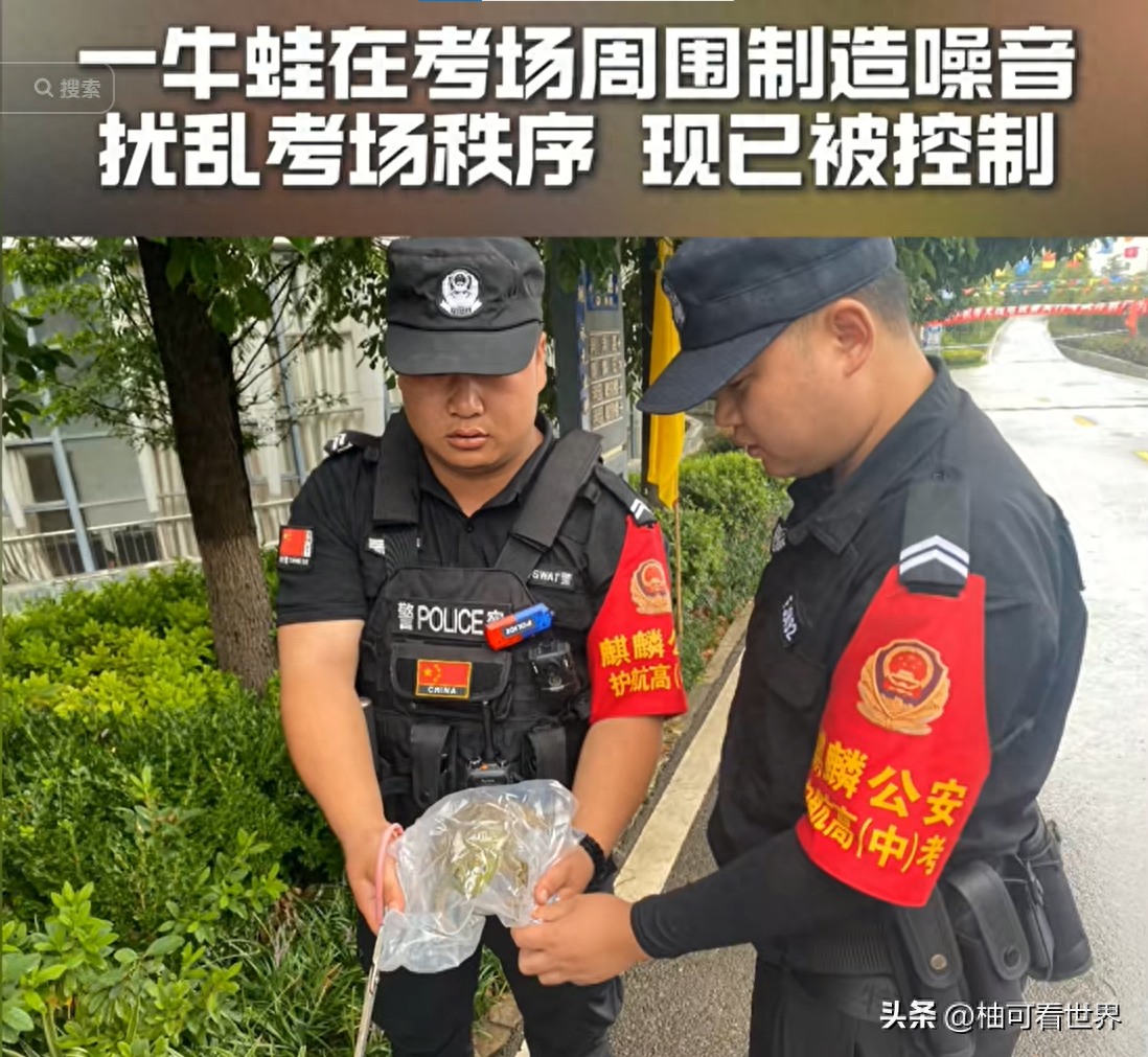 云南一牛蛙在高考考场制造噪音，已被警方控制，网友评论笑不活了-昆明牛蛙批发价格