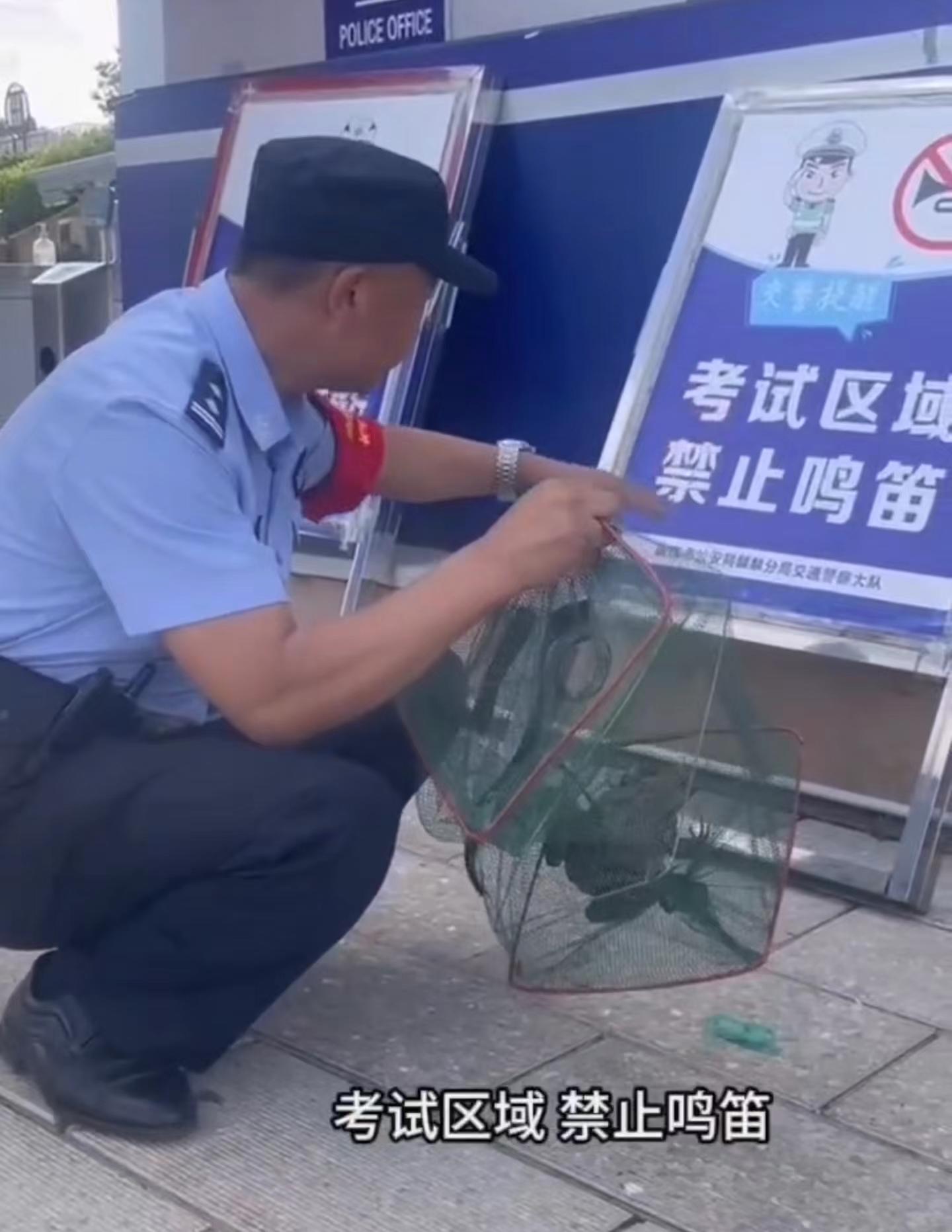 笑不活了！一只牛蛙考场周围制造噪音被抓，网友：不要在这哇哇叫-牛蛙叫的声音