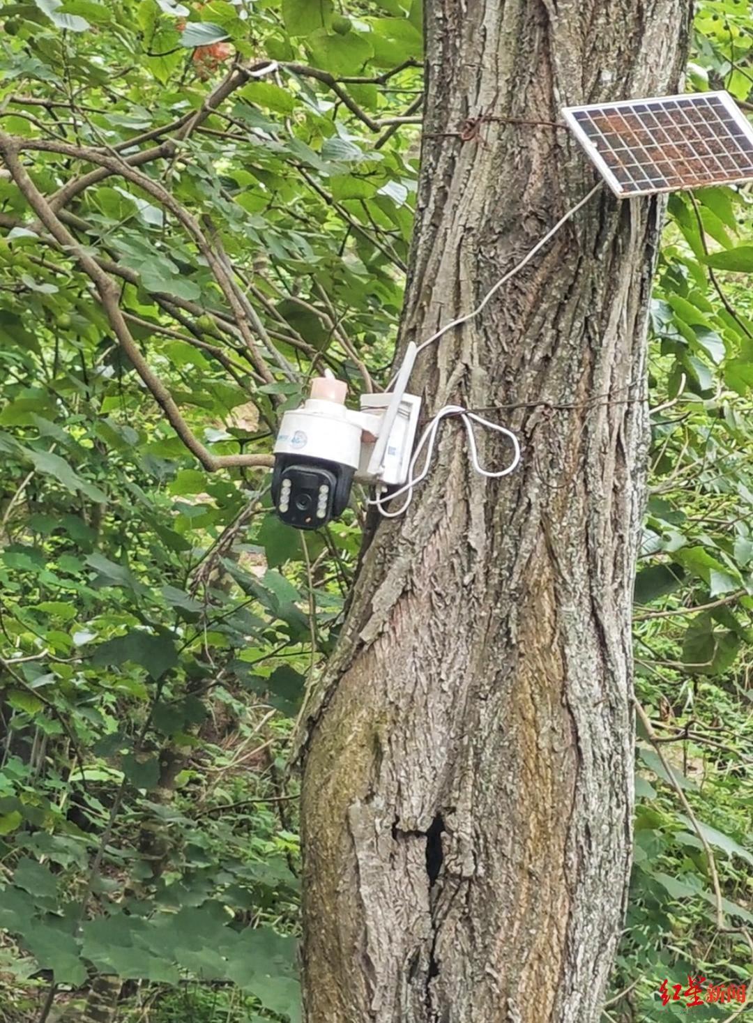 探访金堂舒家湾黑熊出没地：偷食留下一地鸡毛，当地发布提醒-金堂县舒家湾介绍