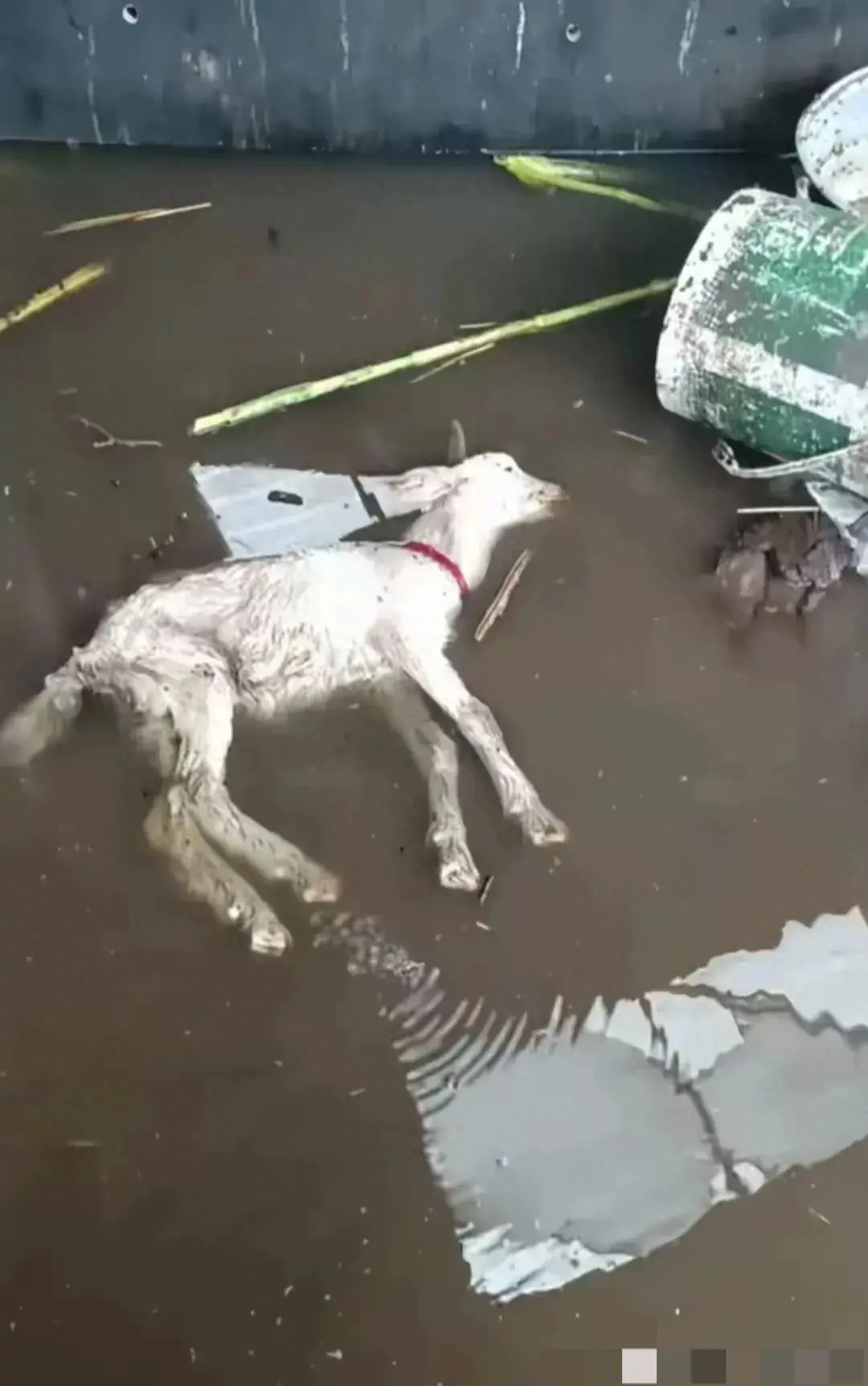 羊死牛慌 快步挺进沿海城市