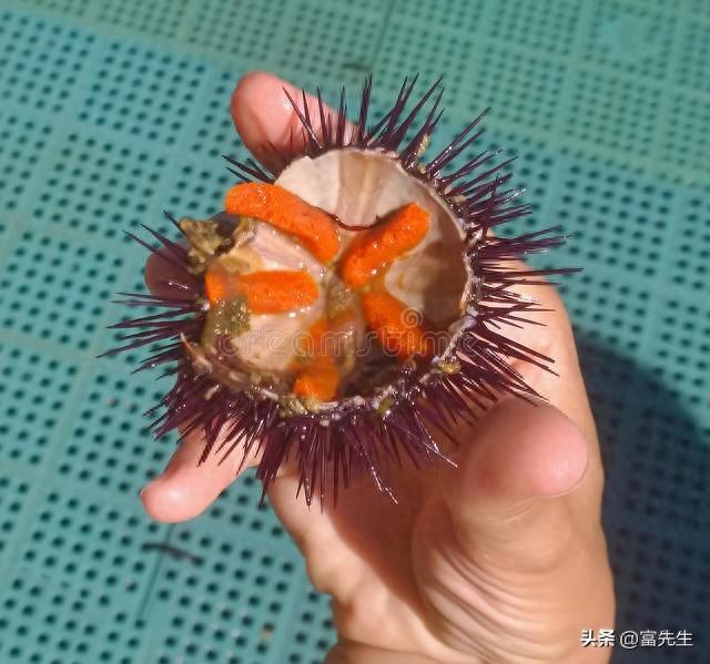 女生剃光头蓄发5个月炸毛似海胆-女生剃光头的危害