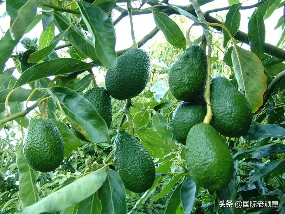 澳洲农民来袭！牛油果、苹果都要上桌，中澳合作新篇章开启！-澳洲牛油果眼霜