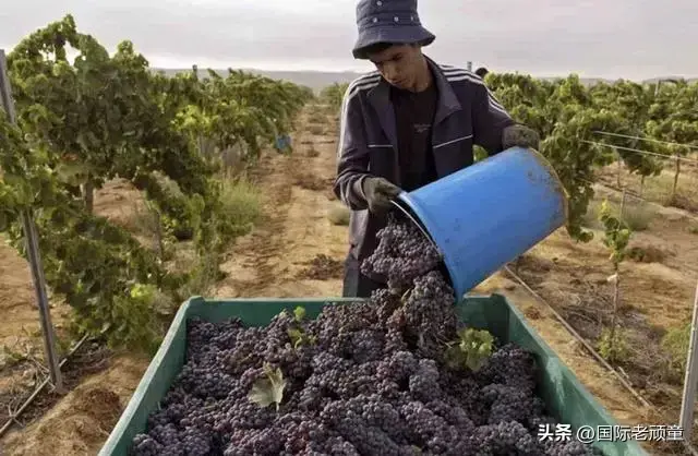 澳洲农民来袭！牛油果、苹果都要上桌，中澳合作新篇章开启！-澳洲牛油果眼霜