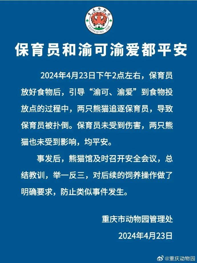 惊险！9岁大熊猫扑倒奶妈，周围游客尖叫连连，动物园回应！-野生大熊猫打架视频