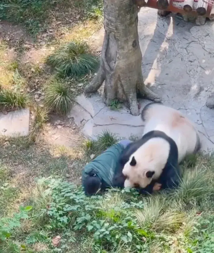 它看起来很可爱，它是熊不是猫，袭击饲养员那一幕令人心惊胆颤-他认为熊猫很可爱海豚很聪明英语翻译