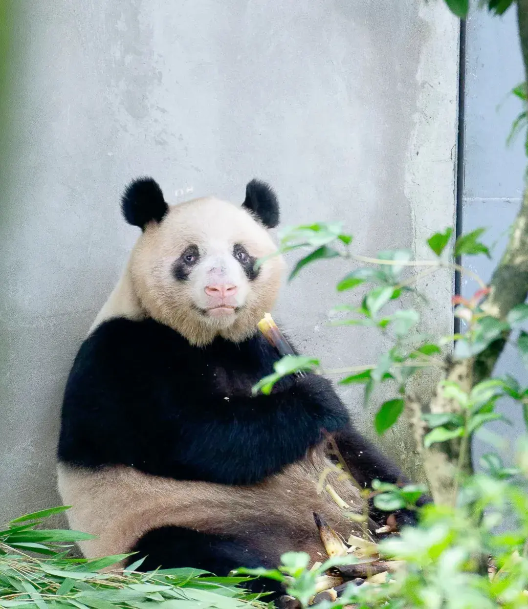 它看起来很可爱，它是熊不是猫，袭击饲养员那一幕令人心惊胆颤-他认为熊猫很可爱海豚很聪明英语翻译