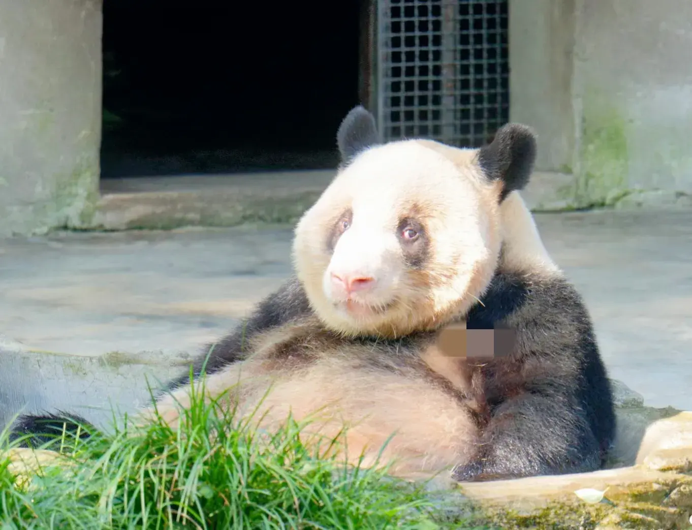 它看起来很可爱，它是熊不是猫，袭击饲养员那一幕令人心惊胆颤-他认为熊猫很可爱海豚很聪明英语翻译