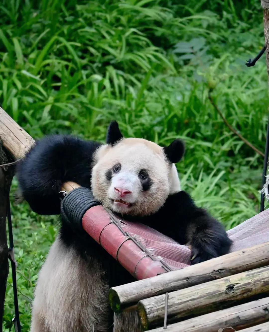 它看起来很可爱，它是熊不是猫，袭击饲养员那一幕令人心惊胆颤-他认为熊猫很可爱海豚很聪明英语翻译