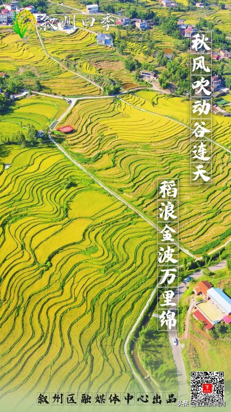 鸟瞰三江大地 藏在梯田里的丰收景-三江游玩