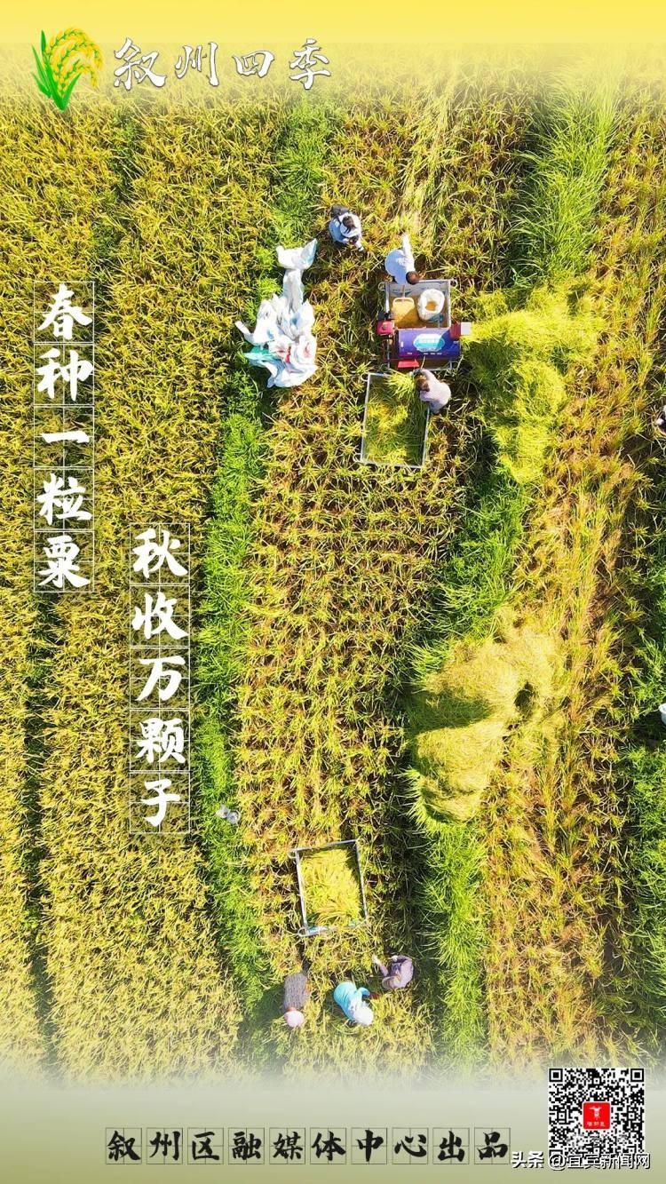 鸟瞰三江大地 藏在梯田里的丰收景-三江游玩