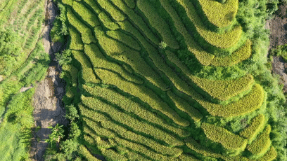 鸟瞰三江大地 藏在梯田里的丰收景-三江游玩