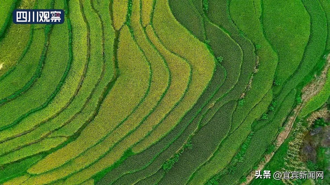 鸟瞰三江大地 藏在梯田里的丰收景-三江游玩