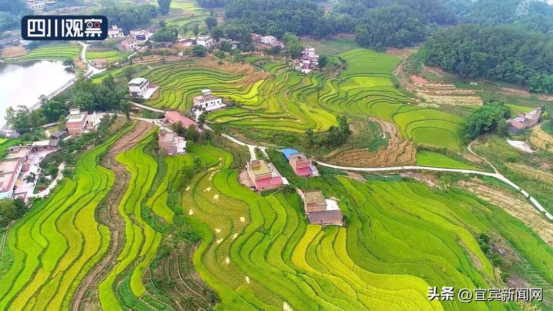 鸟瞰三江大地 藏在梯田里的丰收景-三江游玩