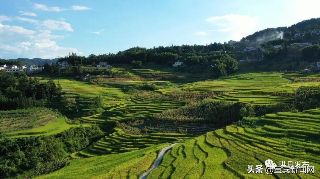 鸟瞰三江大地 藏在梯田里的丰收景-三江游玩