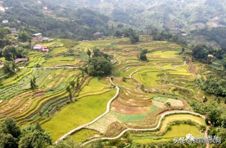 鸟瞰三江大地 藏在梯田里的丰收景-三江游玩