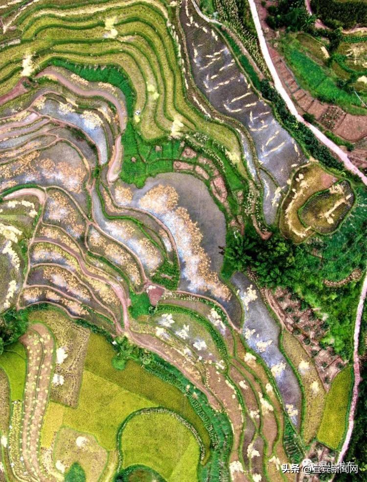 鸟瞰三江大地 藏在梯田里的丰收景-三江游玩