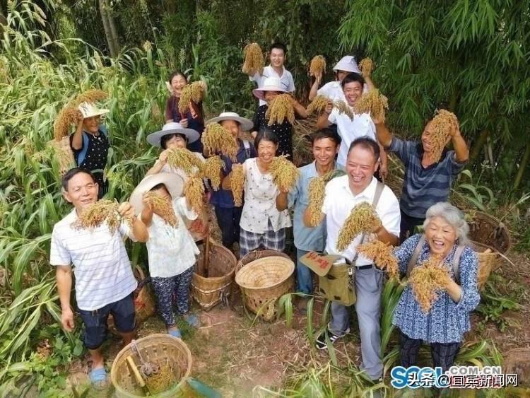 鸟瞰三江大地 藏在梯田里的丰收景-三江游玩