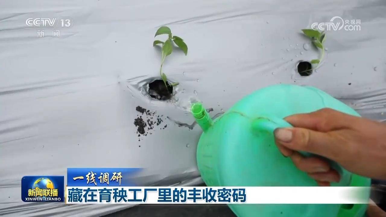 藏在育秧工厂里的丰收密码-育秧技术指导