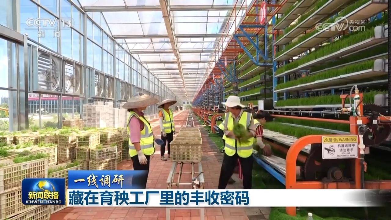 藏在育秧工厂里的丰收密码-育秧技术指导